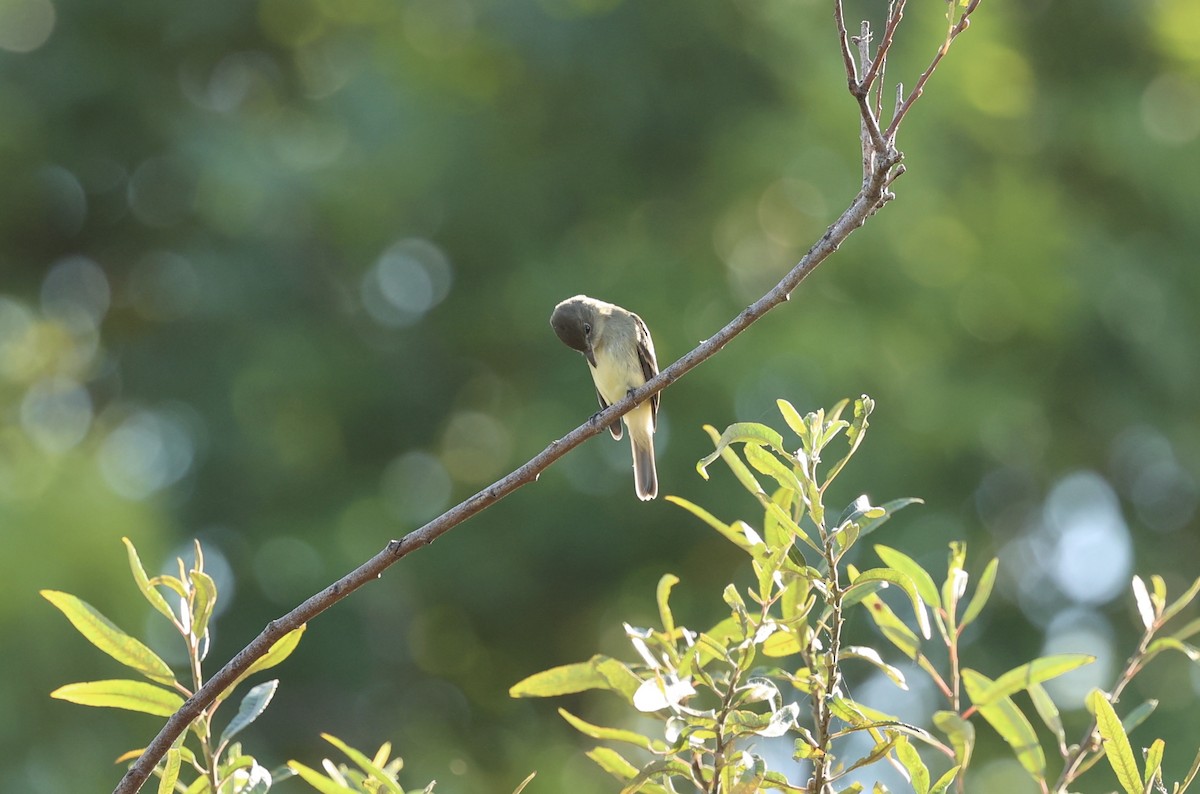 Willow Flycatcher - ML642364646