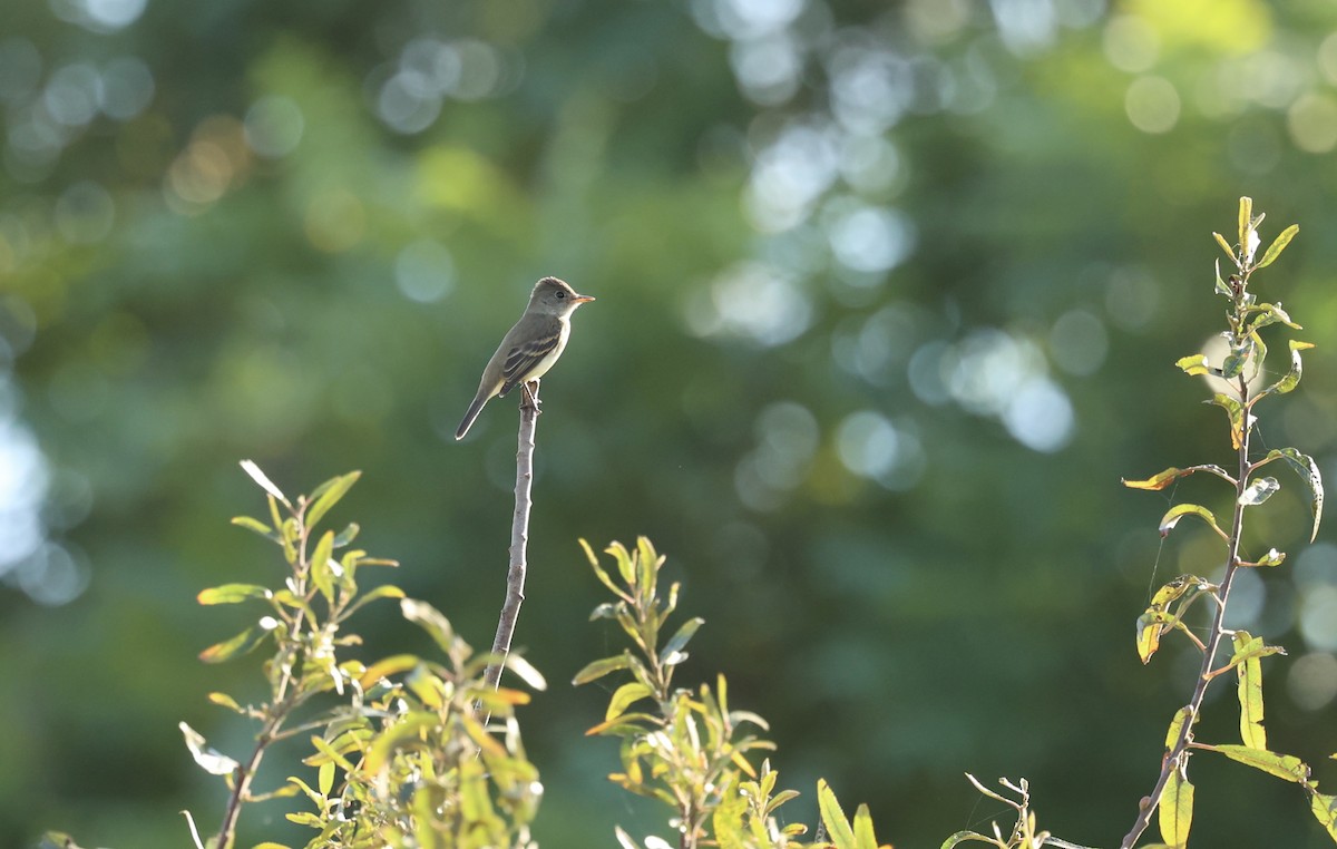 Willow Flycatcher - ML642364648