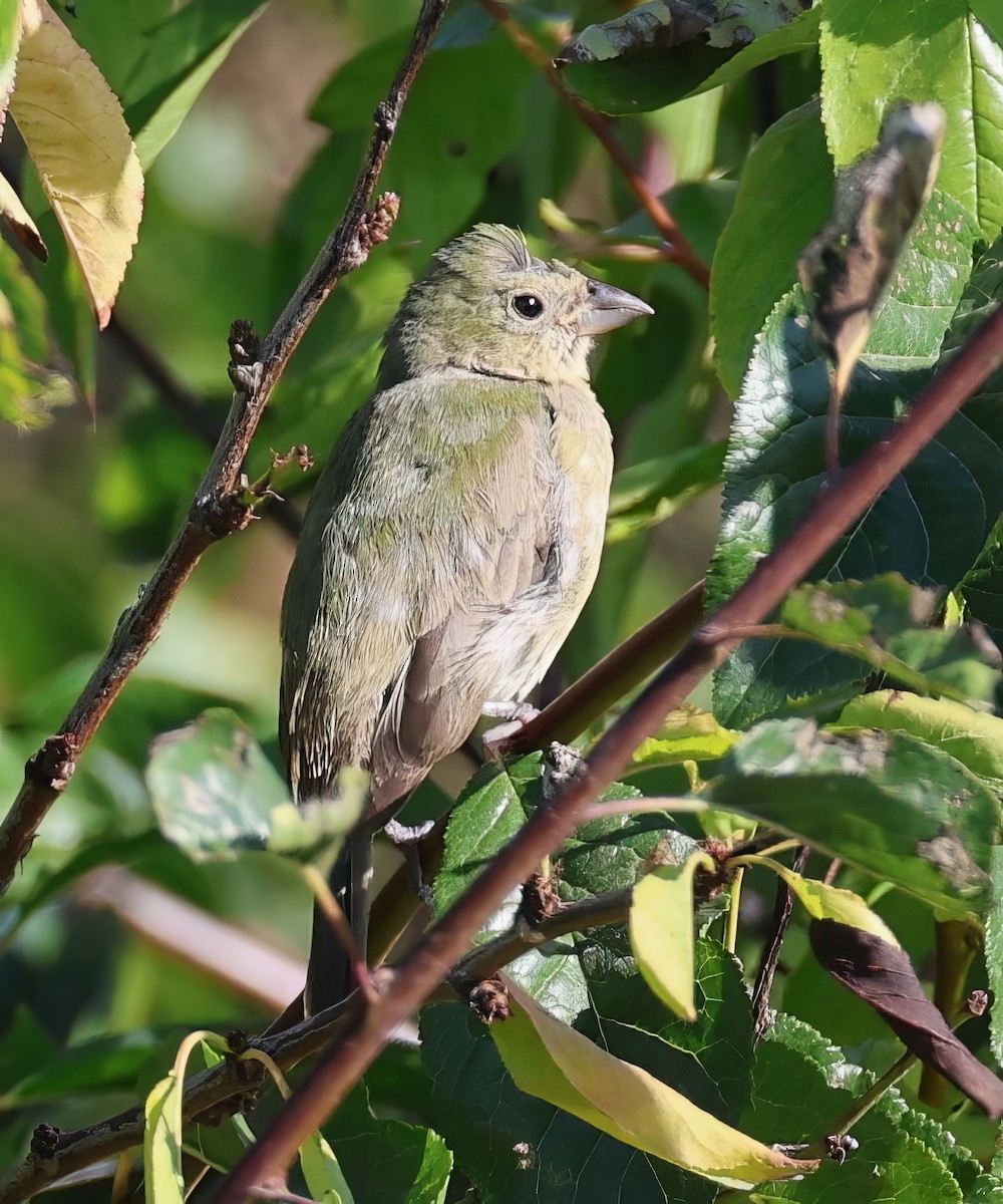 Скригнатка райдужна - ML642364652