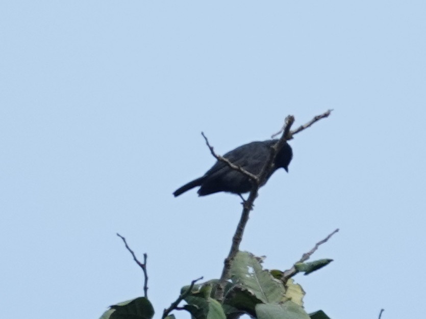 Sooty Flycatcher - ML642364663