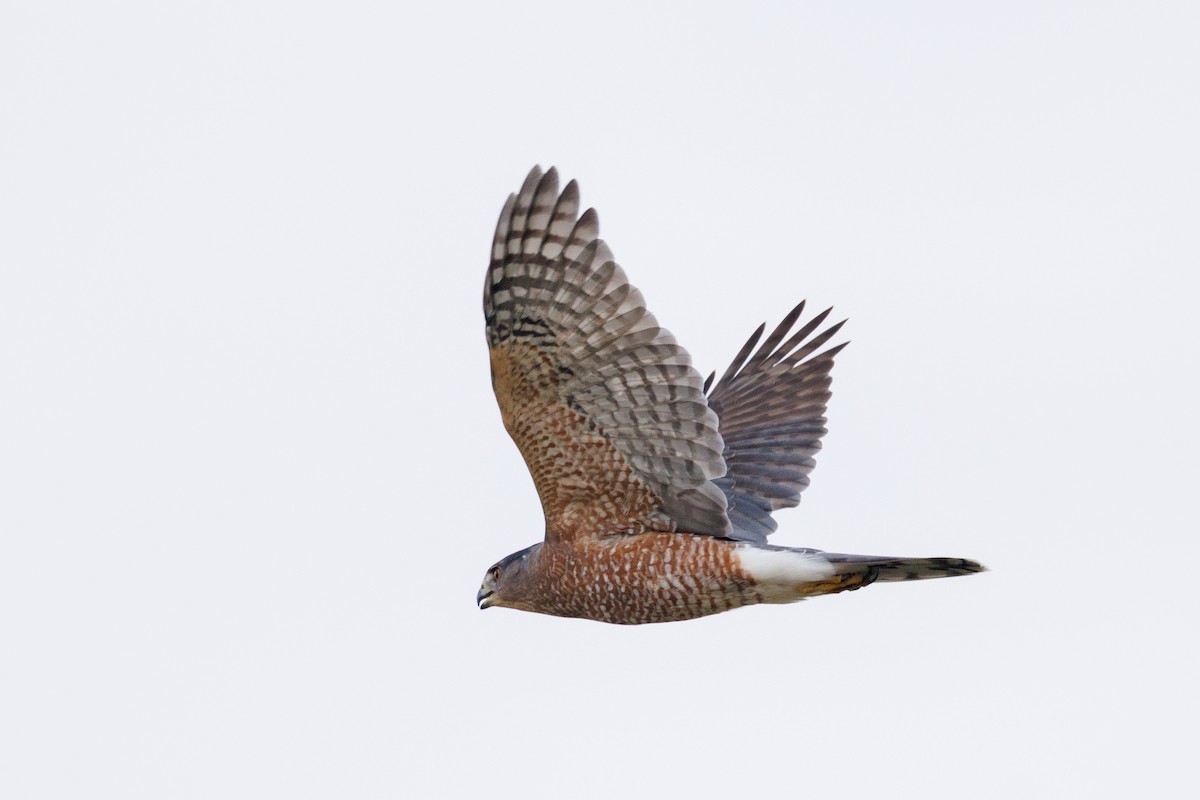 Cooper's Hawk - ML642364666