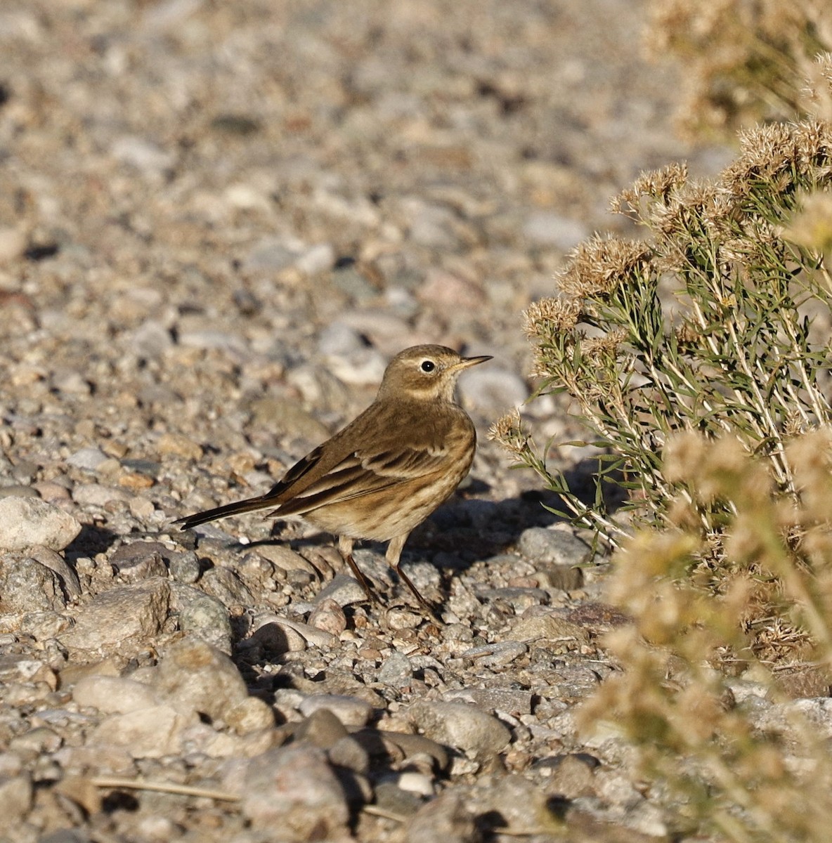American Pipit - ML642364675