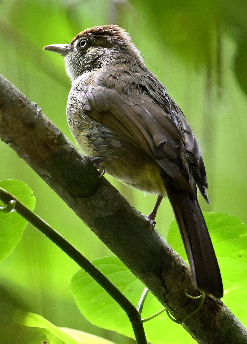 Olive Bulbul - ML642364686