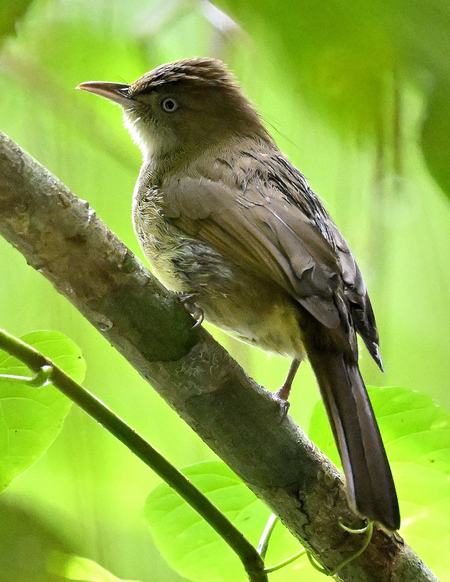 Olive Bulbul - ML642364687