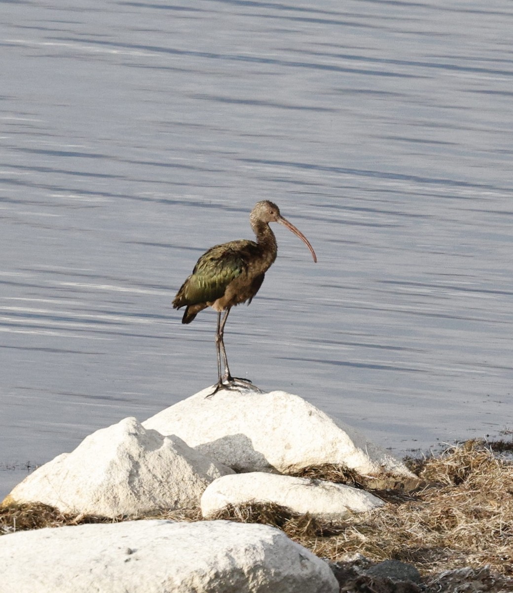 White-faced Ibis - ML642364691