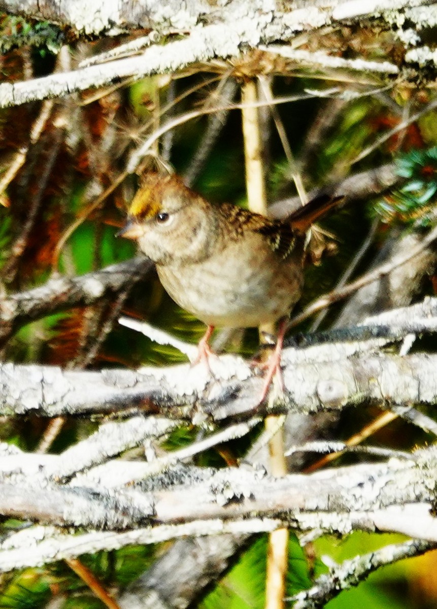 Chingolo Coronidorado - ML642364732
