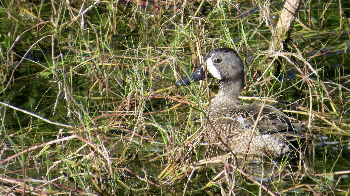Blue-winged Teal - ML642364747