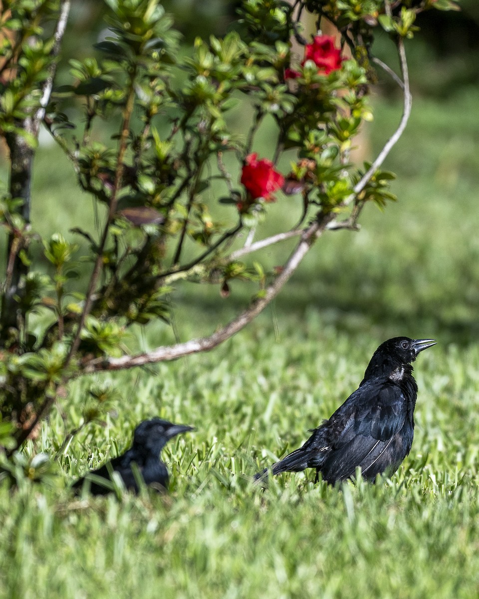 Melodious Blackbird - ML642364753