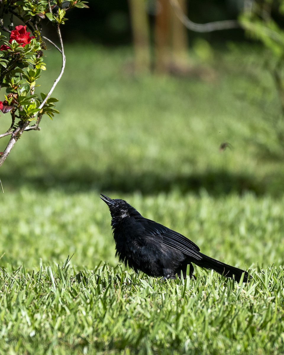 Melodious Blackbird - ML642364754