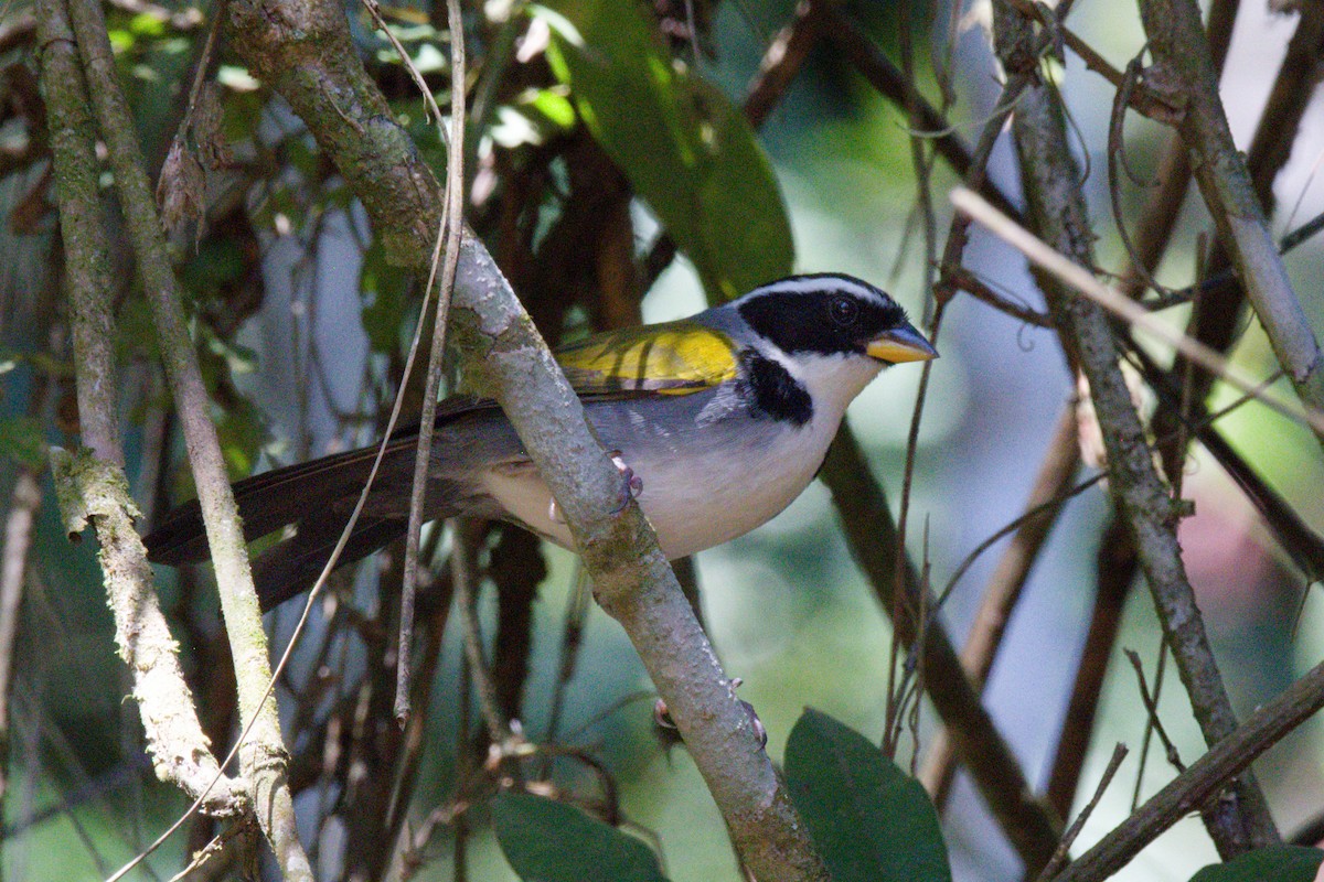 Half-collared Sparrow - ML642364760