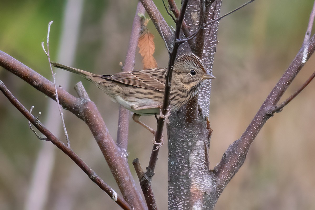 ヒメウタスズメ - ML642364774