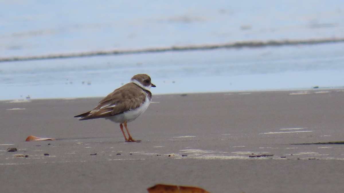 Semipalmated Plover - ML642364778
