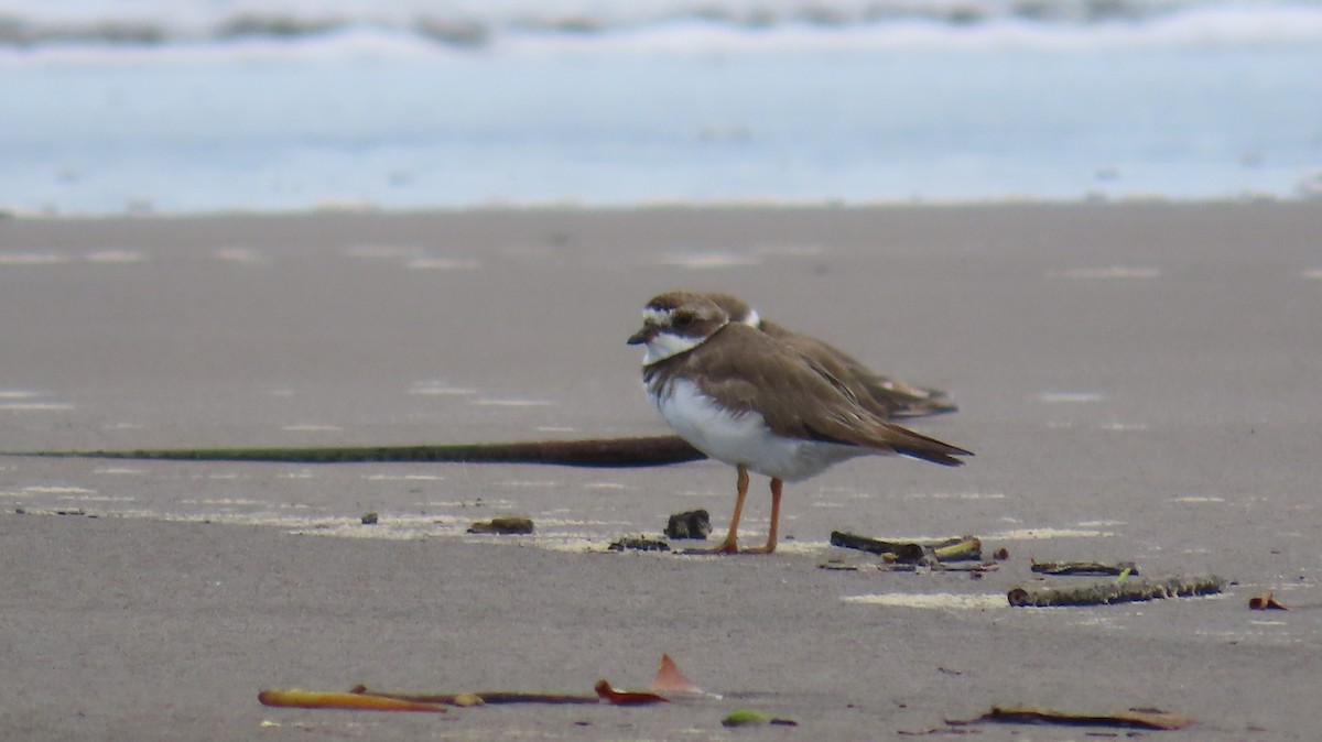 Semipalmated Plover - ML642364779