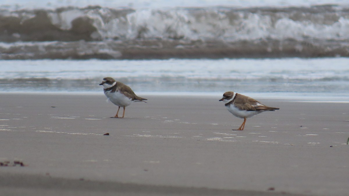 Semipalmated Plover - ML642364780