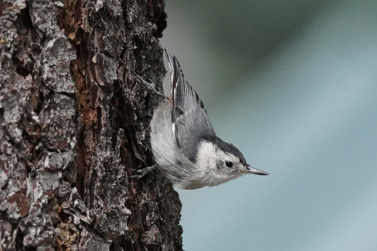 White-breasted Nuthatch - ML642364785