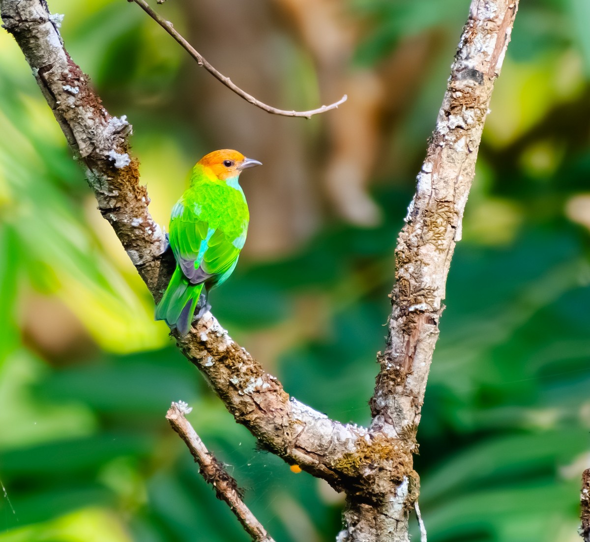 Bay-headed Tanager - ML642364787