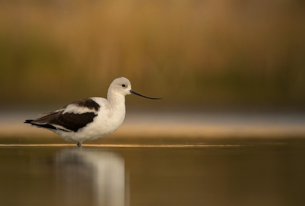 American Avocet - ML642364816