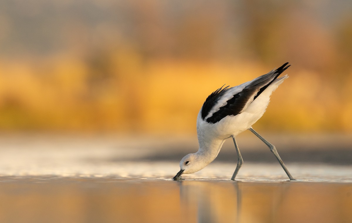 American Avocet - ML642364817