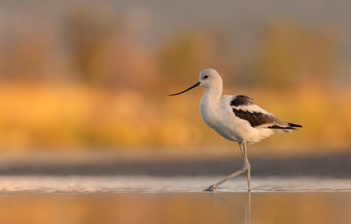 American Avocet - ML642364818