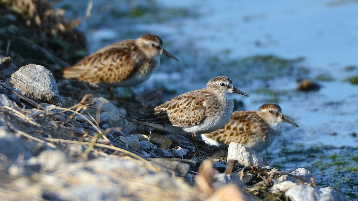 Least Sandpiper - ML642364862