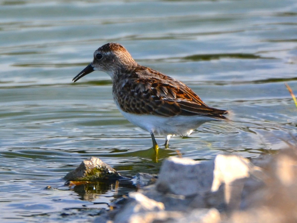 Least Sandpiper - ML642364865