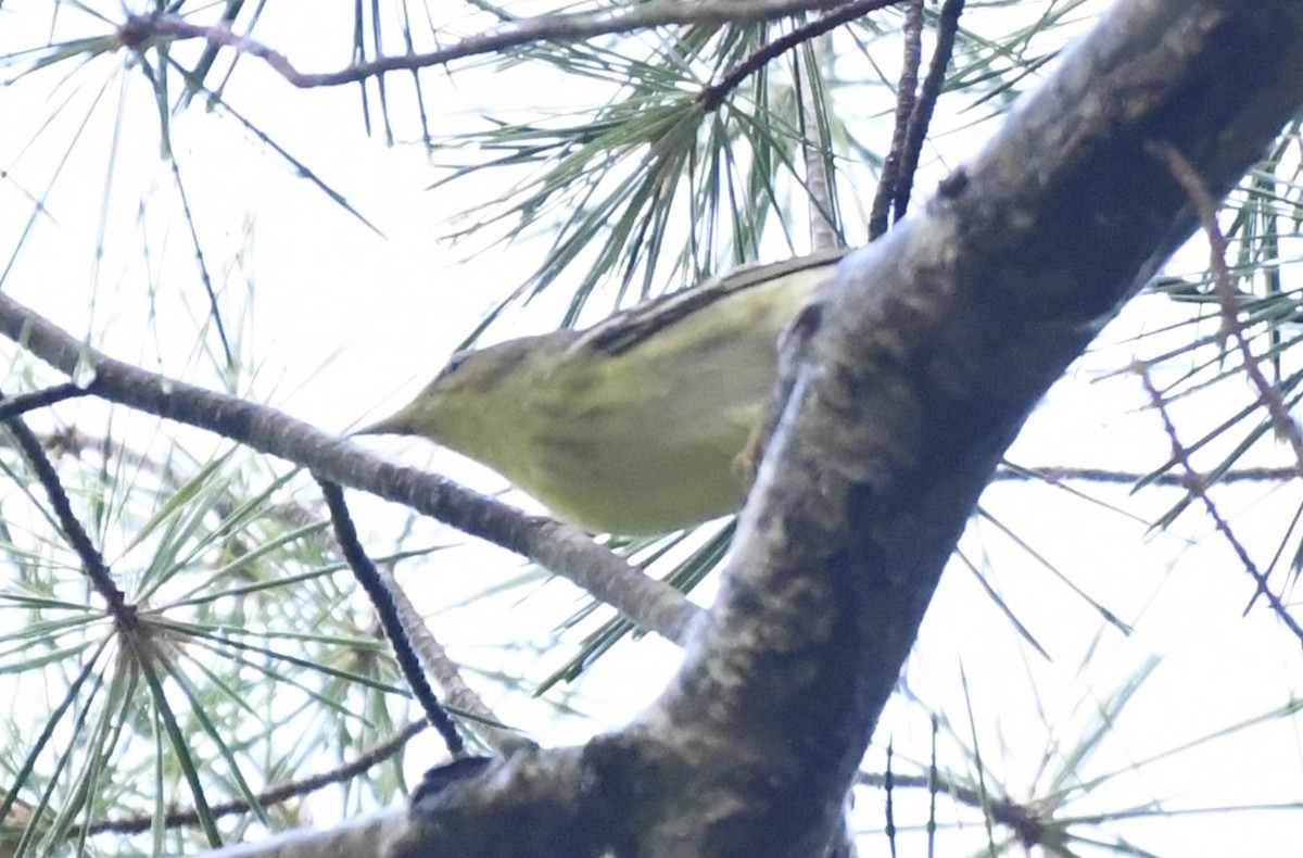 Blackpoll Warbler - ML642364877
