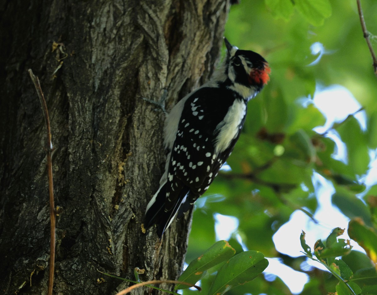 Downy Woodpecker - ML642364883