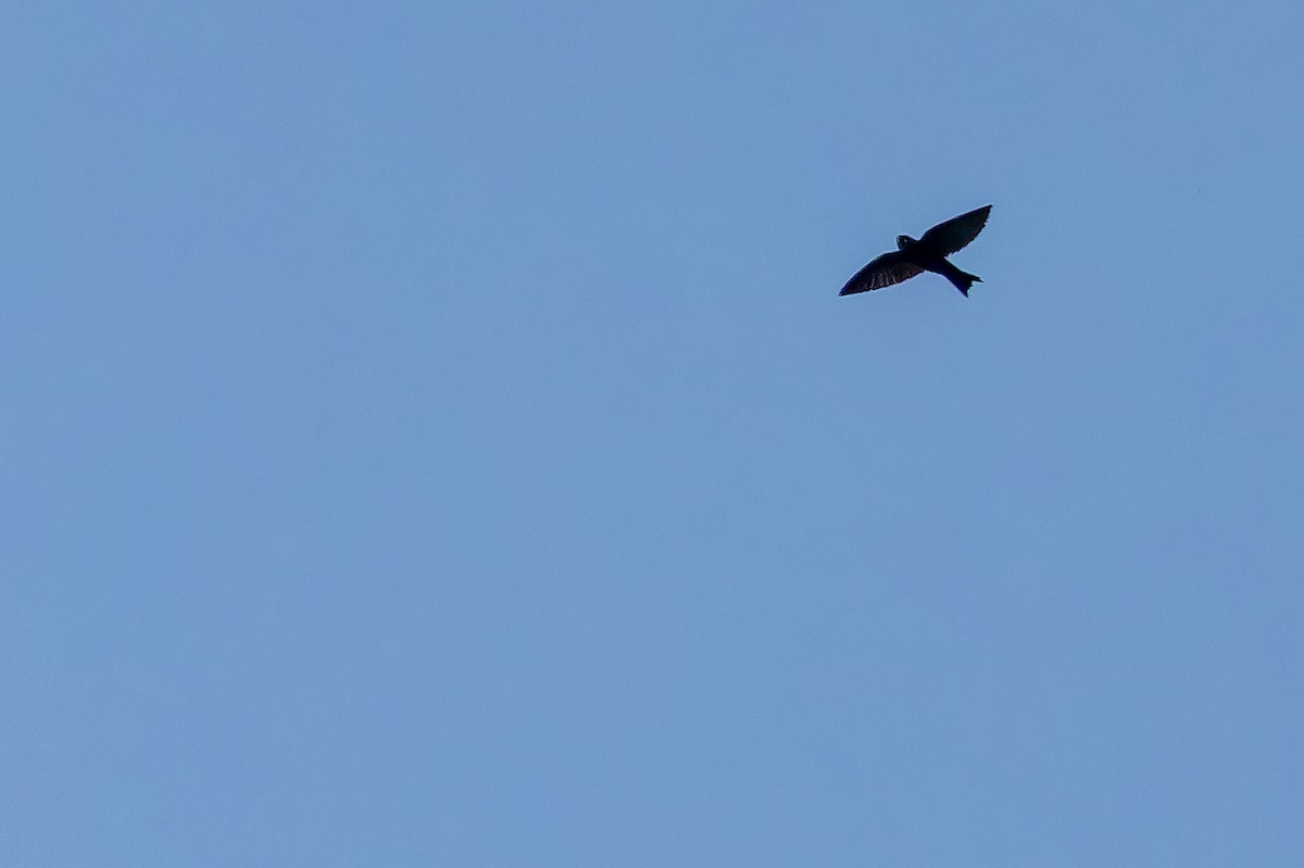 White-headed Sawwing (White-headed) - ML642364884