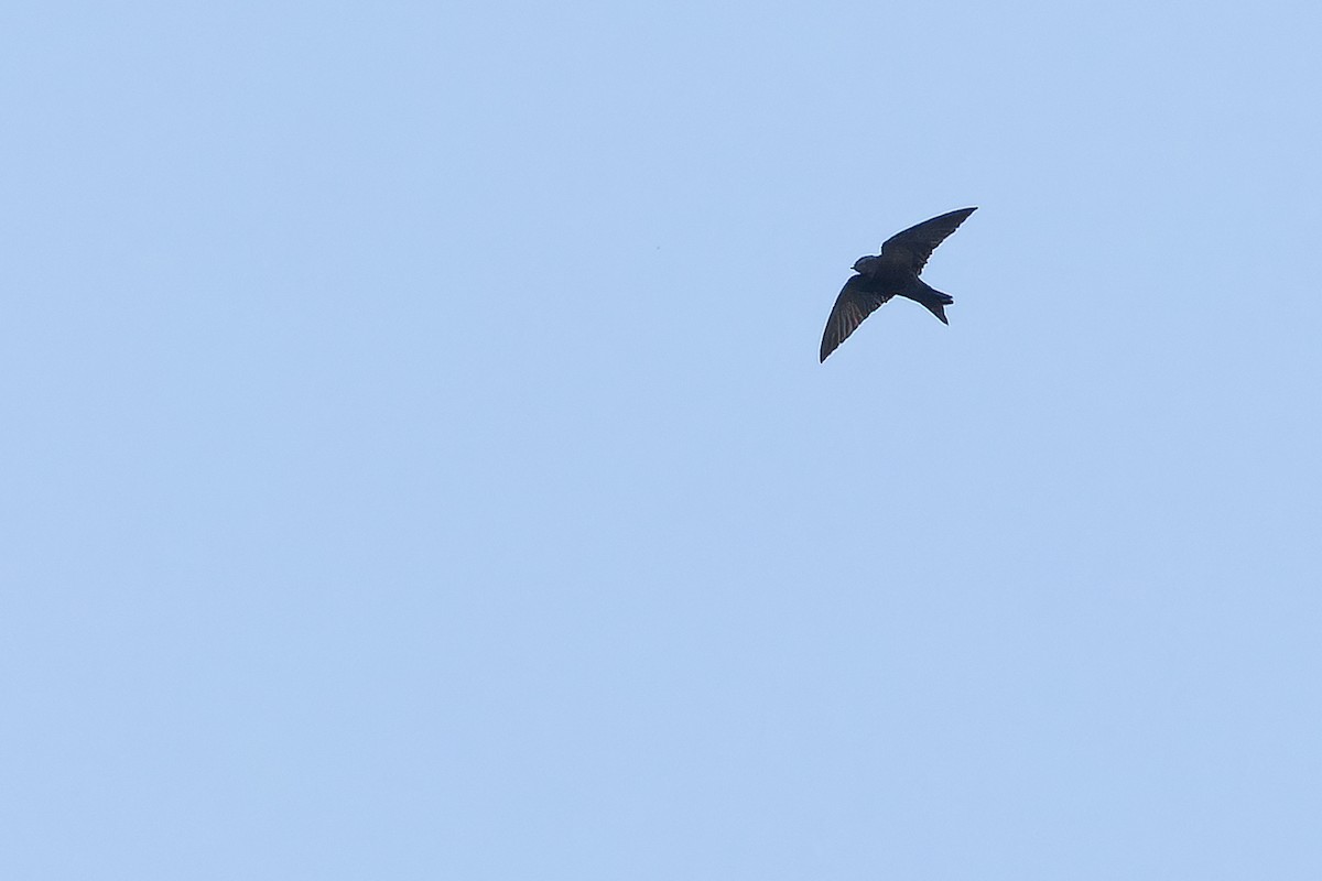 White-headed Sawwing (White-headed) - ML642364885