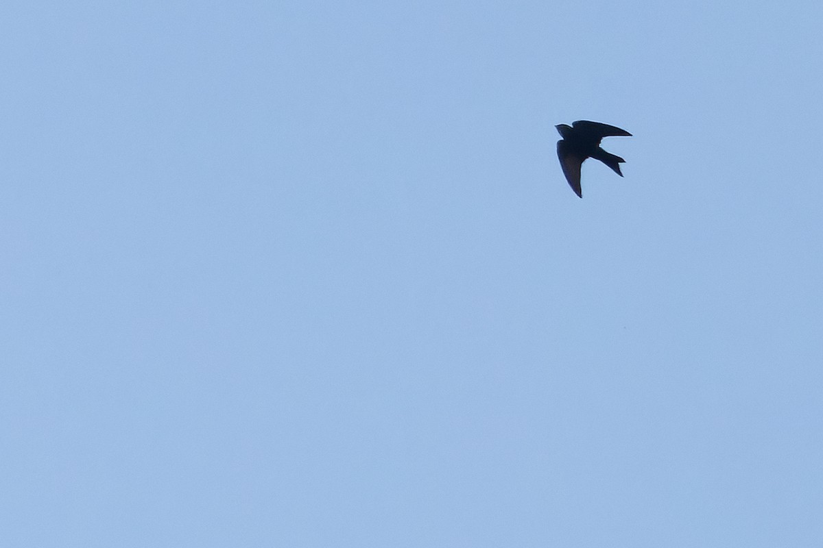 White-headed Sawwing (White-headed) - ML642364886