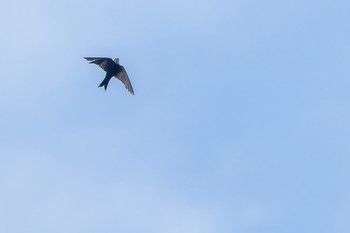 White-headed Sawwing (White-headed) - ML642364887