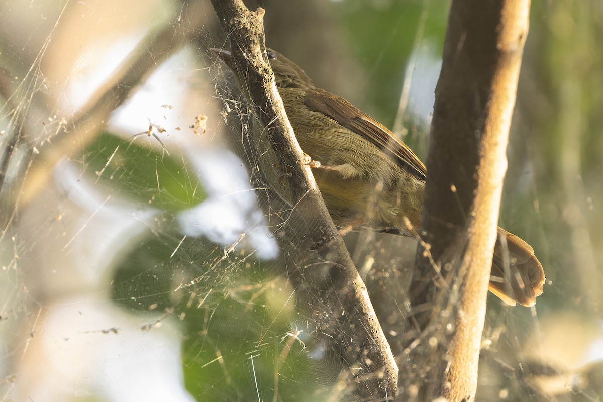 Little Greenbul - ML642364892