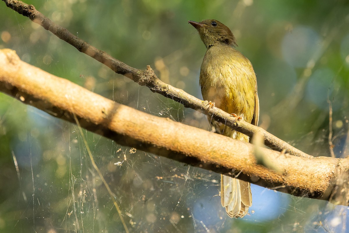 Little Greenbul - ML642364893