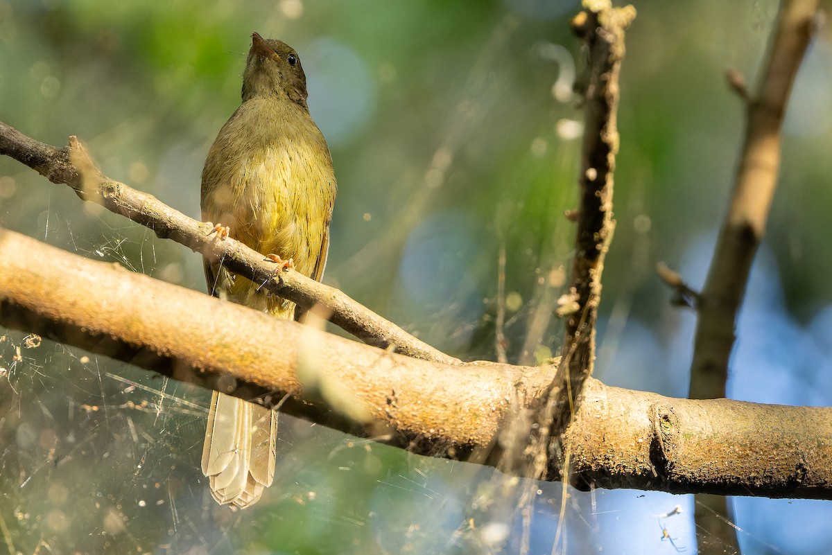 Little Greenbul - ML642364894