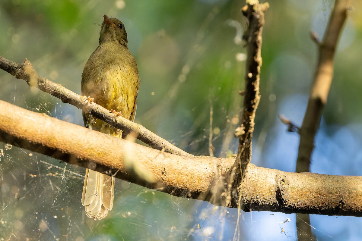 Little Greenbul - ML642364895