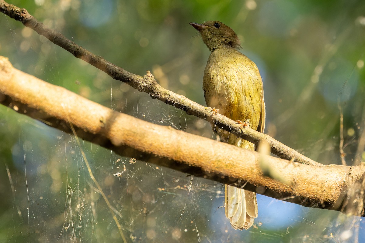 Little Greenbul - ML642364896