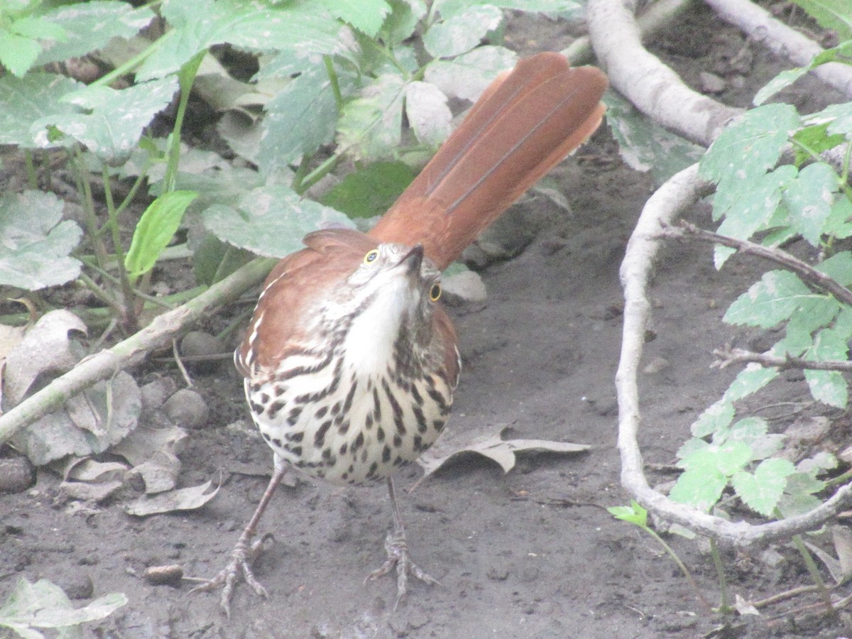 brunspottefugl - ML642364899