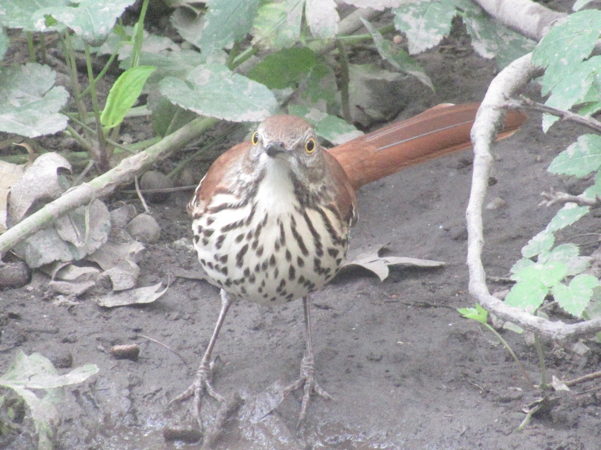 brunspottefugl - ML642364901