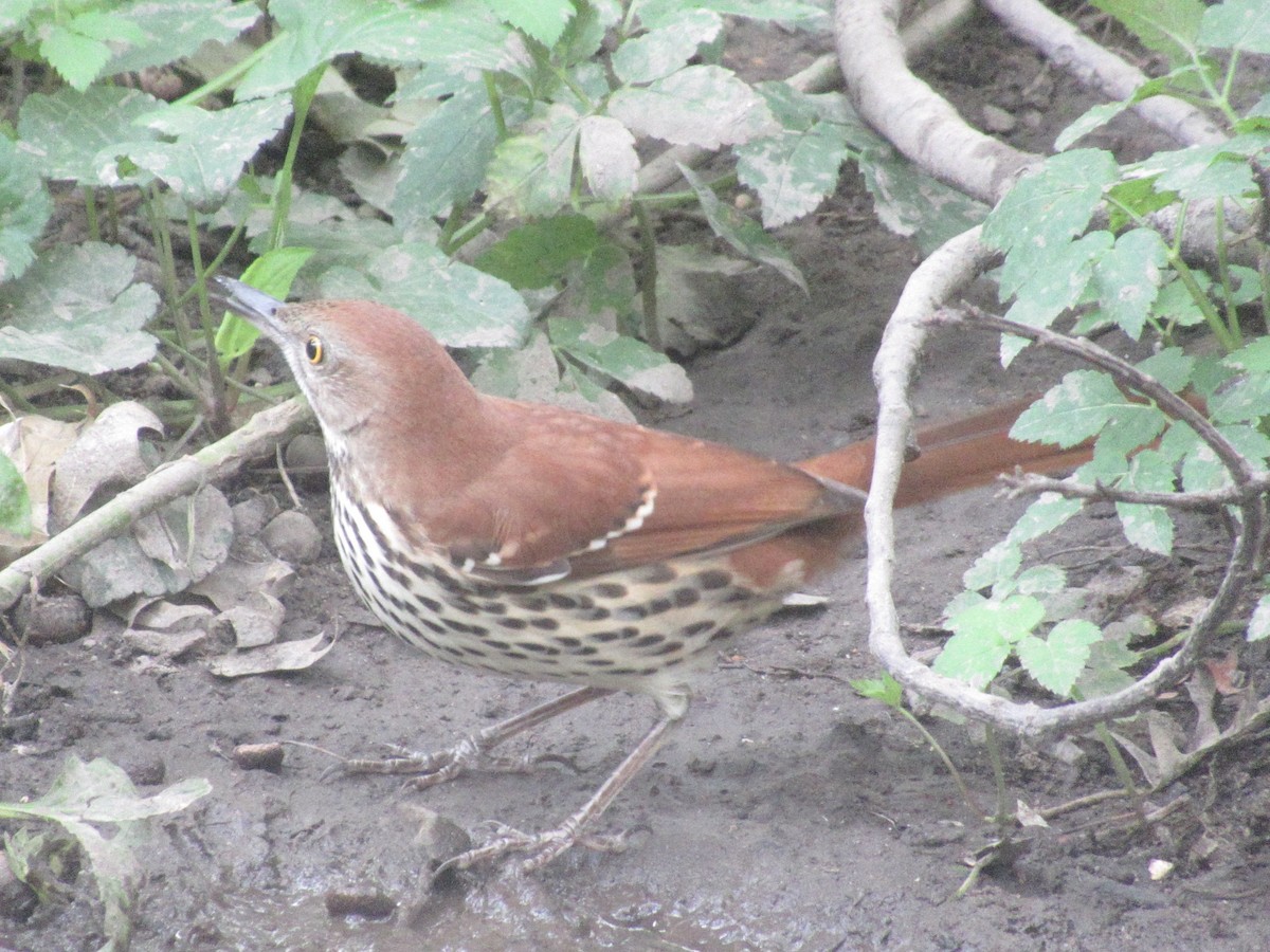 brunspottefugl - ML642364902