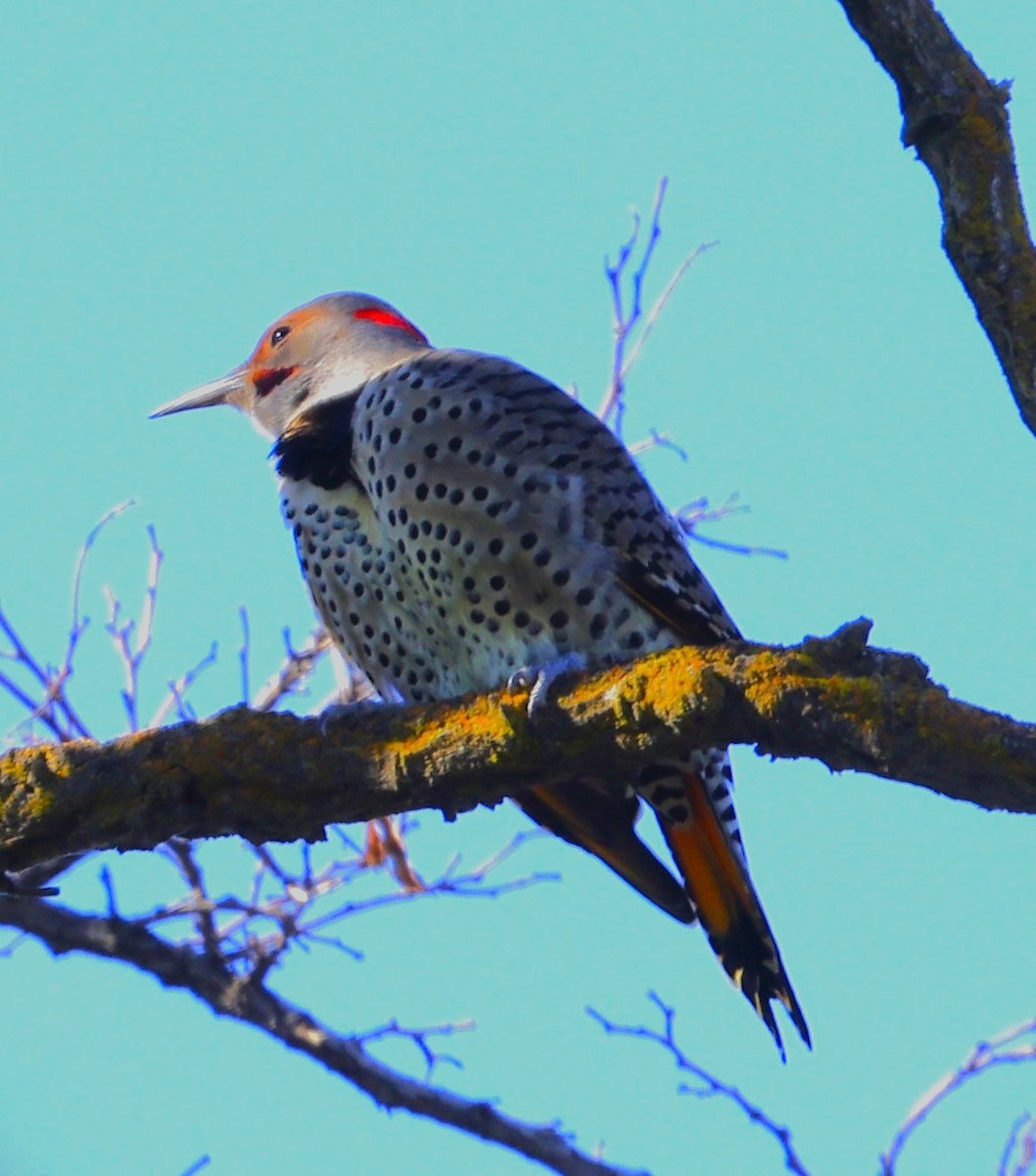 Northern Flicker (Yellow-shafted x Red-shafted) - ML642364906