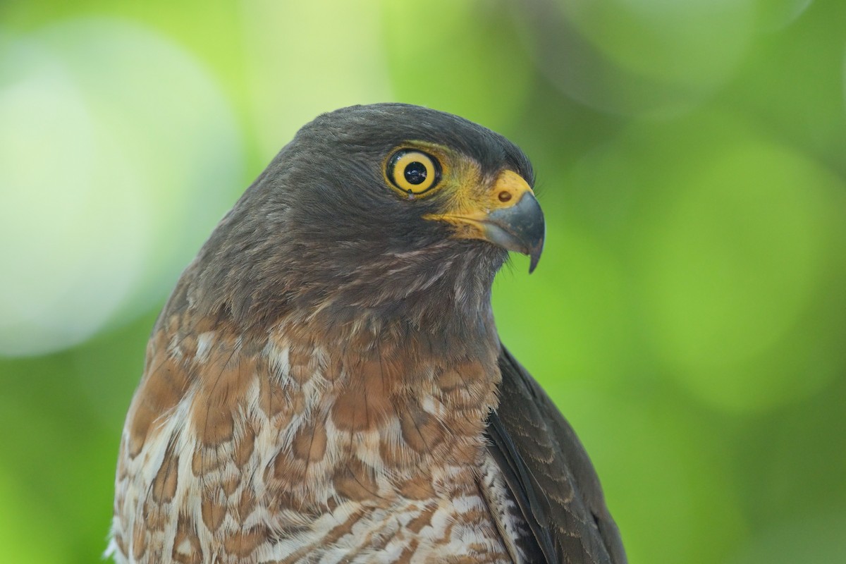 Roadside Hawk - ML642364920