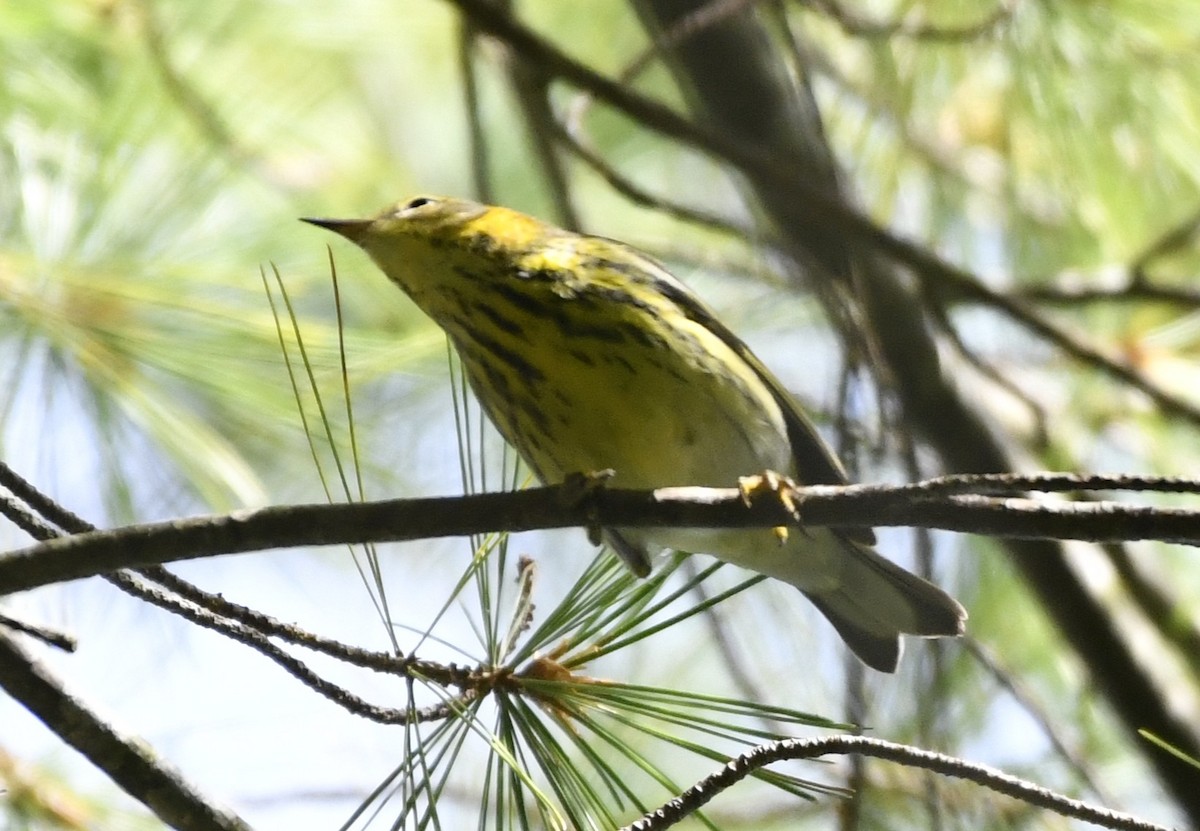 Cape May Warbler - ML642364922