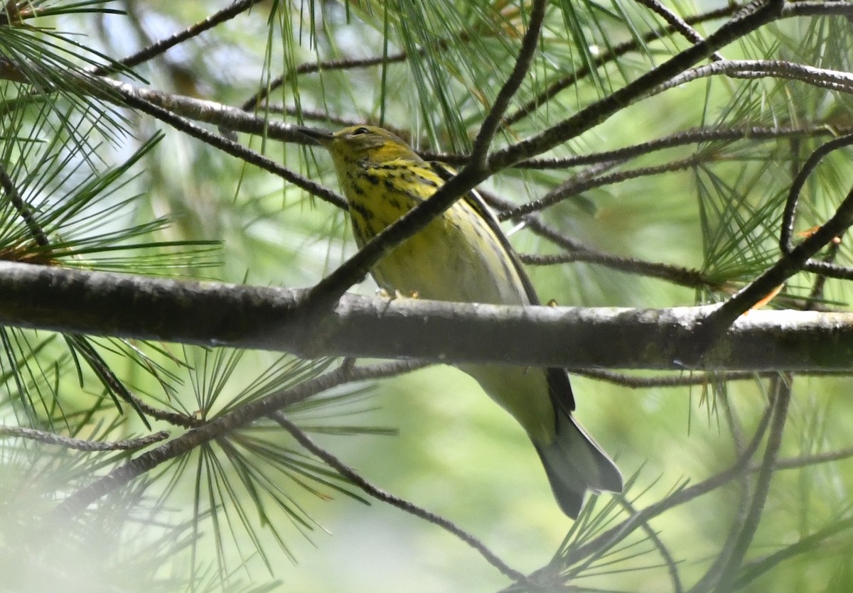 Cape May Warbler - ML642364923