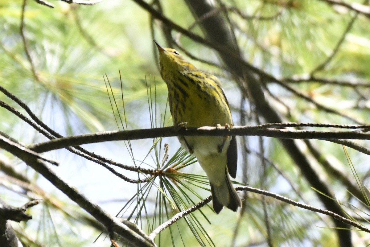 Cape May Warbler - ML642364924