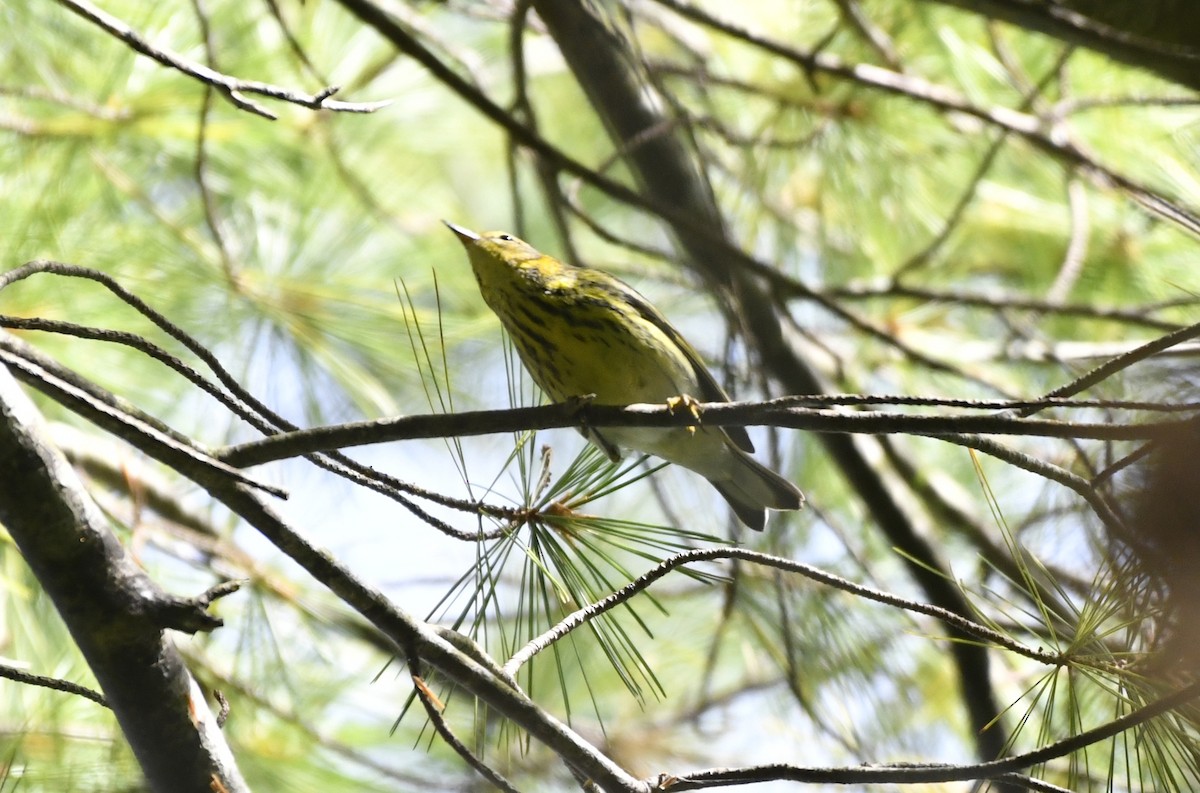 Cape May Warbler - ML642364926