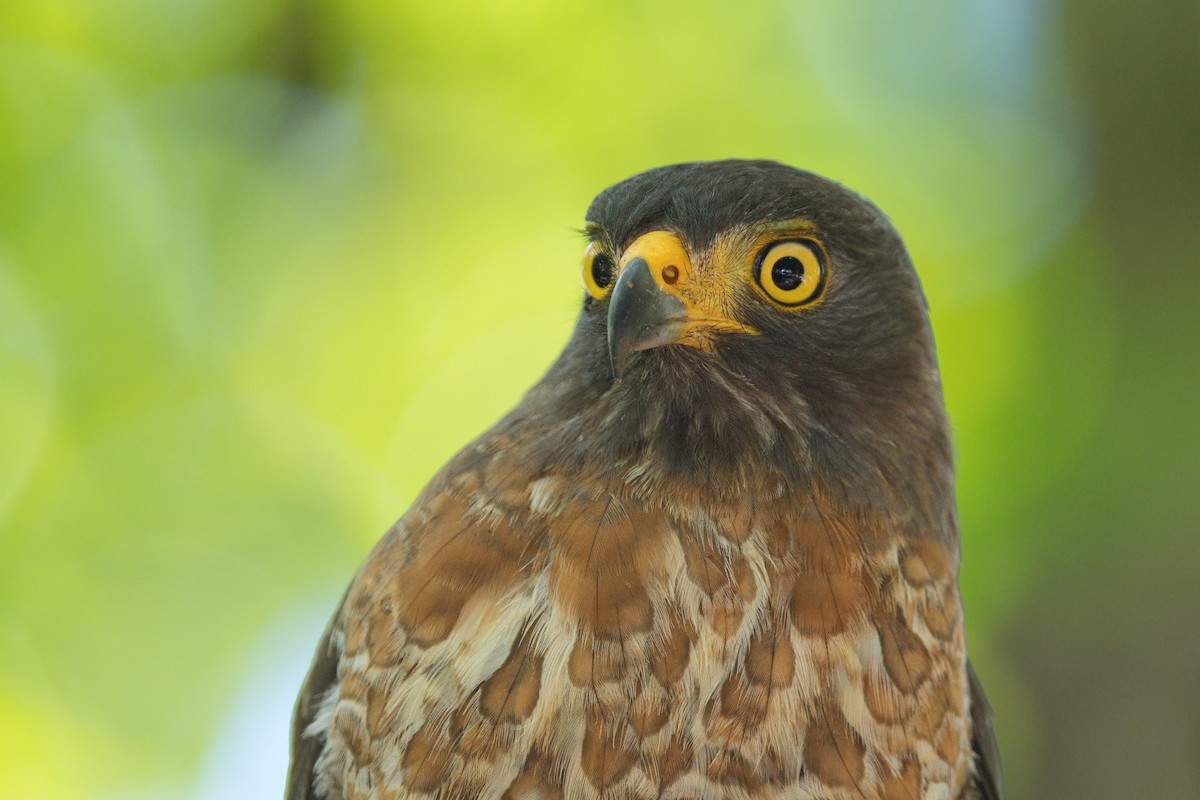 Roadside Hawk - ML642364929