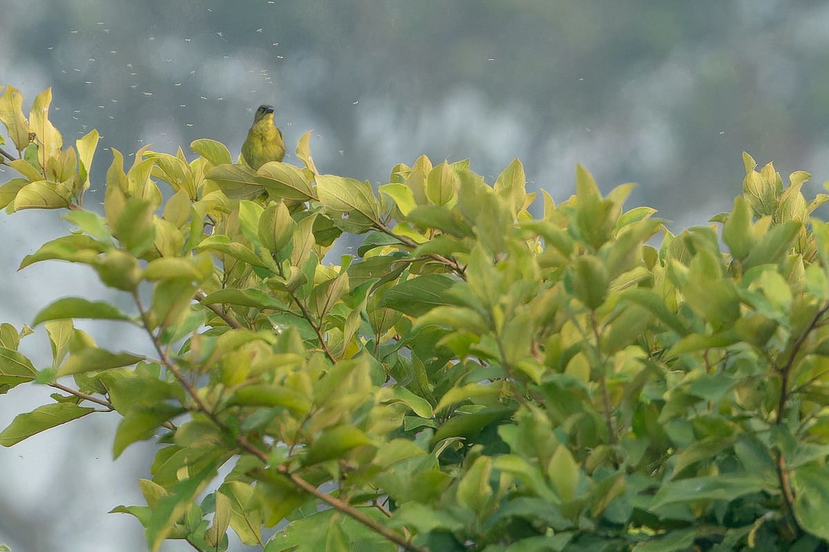 Weyns's Weaver - ML642364938