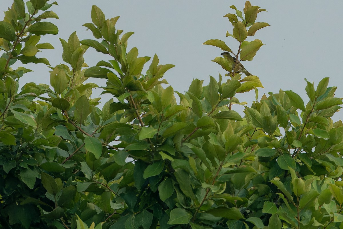 Weyns's Weaver - ML642364939