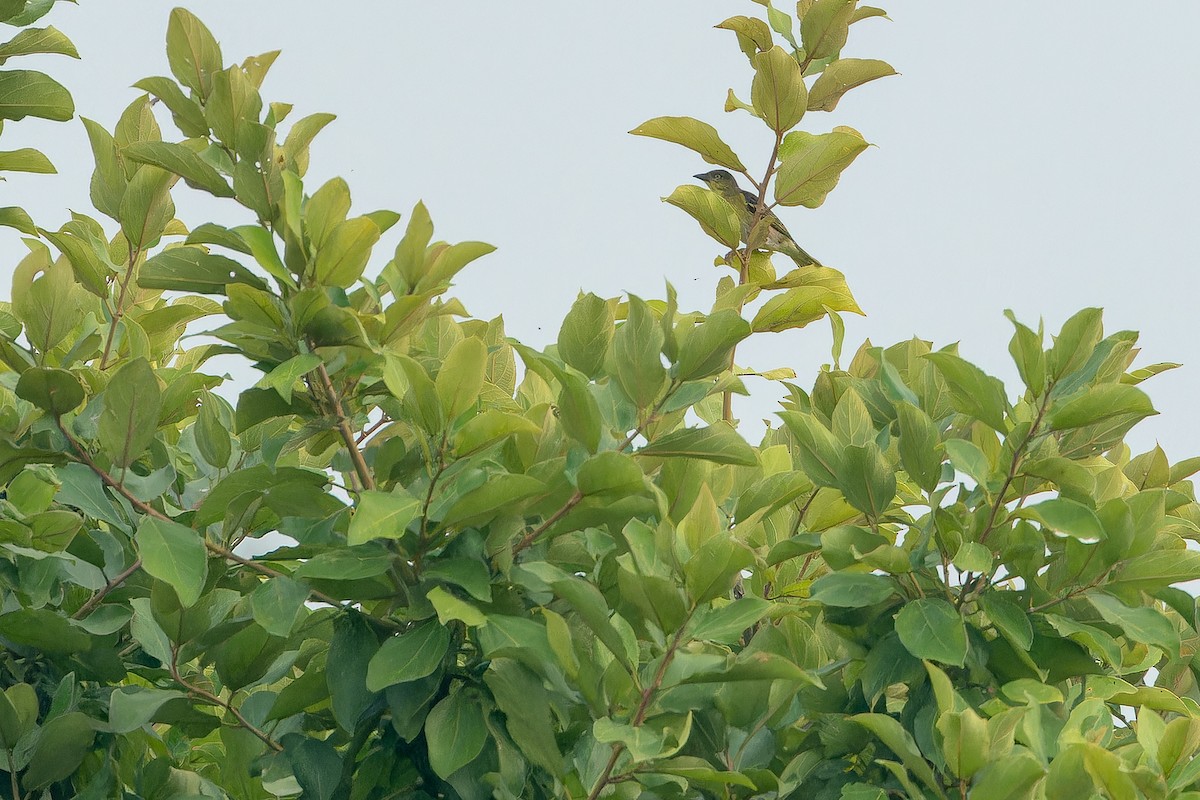 Weyns's Weaver - ML642364940