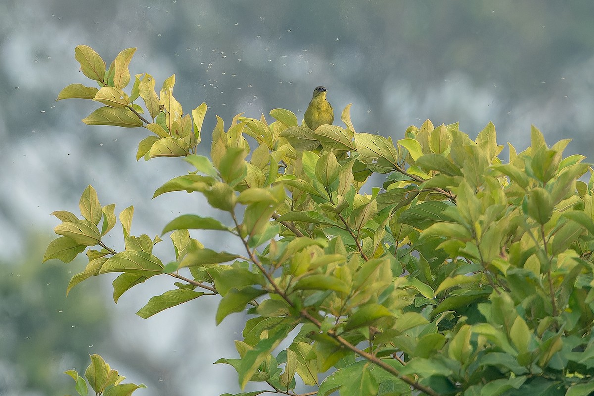 Weyns's Weaver - ML642364941